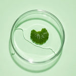 Centella Asiatica (Cica) Extract